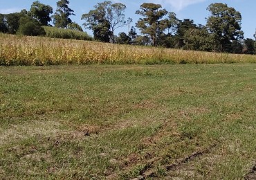 CAMPO APTO INVERNACULO Y SIEMBRA